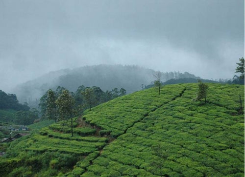 Darjeeling Tea and Climate Change