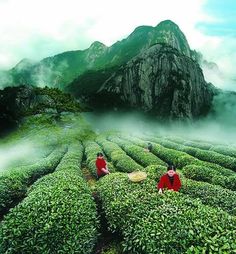 China - The Birthplace of Tea